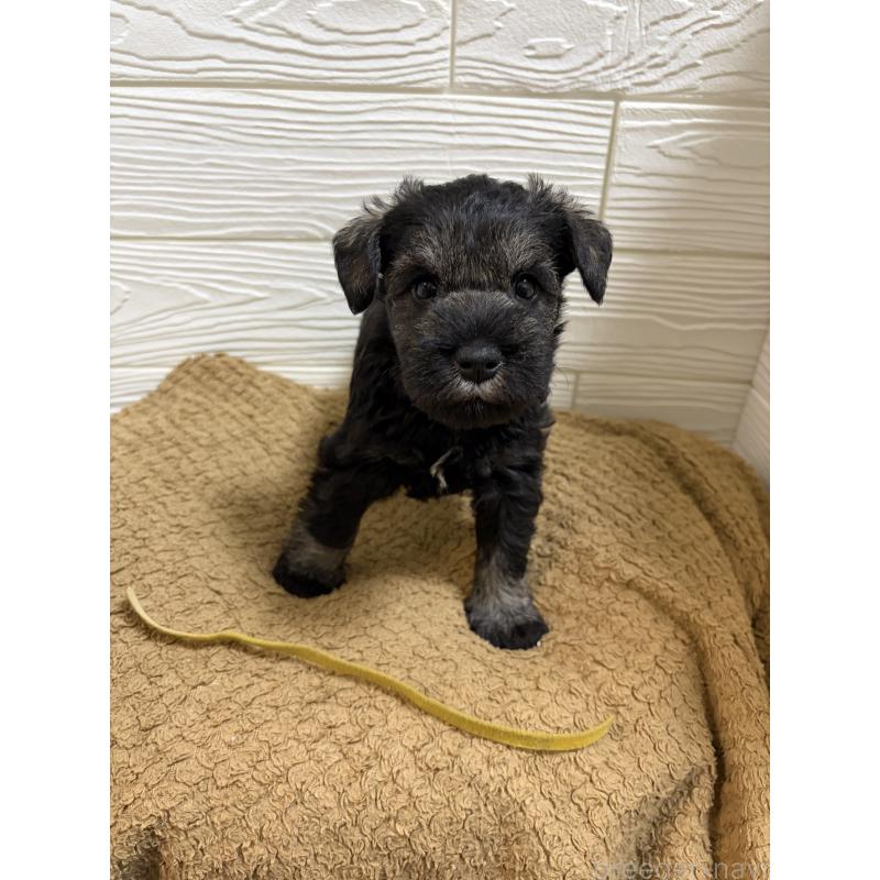 販売中の愛知県のミニチュアシュナウザー-442842の4枚目