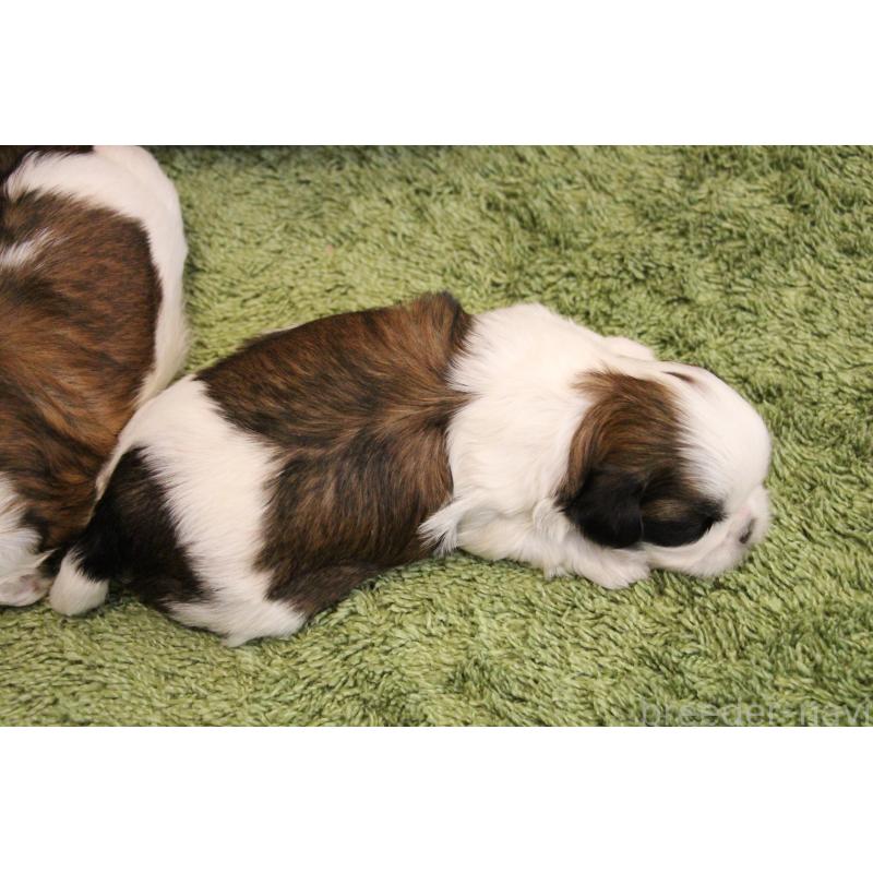 商談中の愛知県のシーズー-445218の23枚目