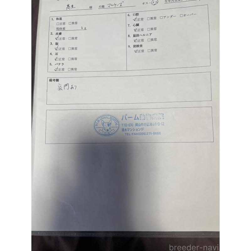 商談中の岡山県のマルチーズ-443067の11枚目