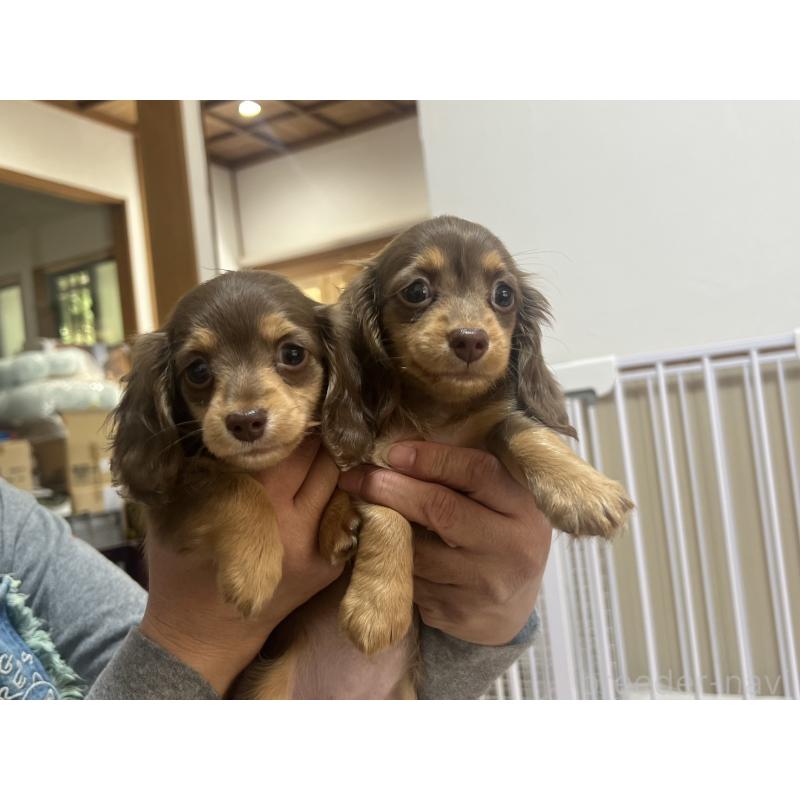 犬舎紹介の福岡県の犬舎紹介-2555の5枚目