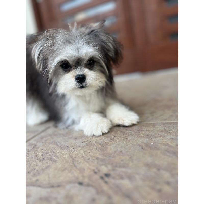 販売中の沖縄県のチワマル:チワワ×マルチーズ-433866の4枚目