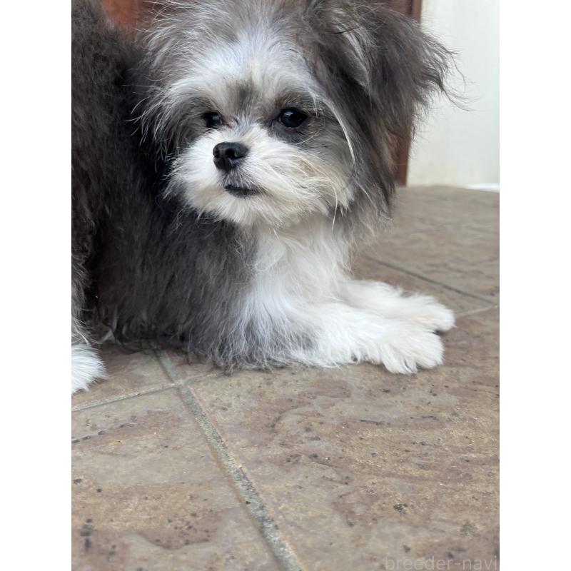 販売中の沖縄県のチワマル:チワワ×マルチーズ-433866の3枚目