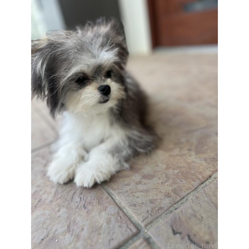 販売中の沖縄県のチワマル:チワワ×マルチーズ-433866の2枚目