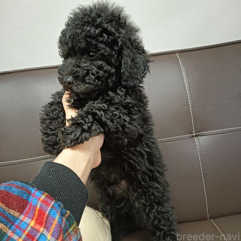 販売中の山口県のタイニープードル-432382の2枚目