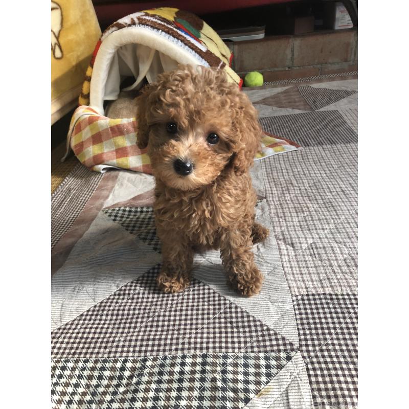 ♀︎トイプードル