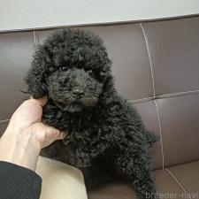 ♀︎タイニープードル