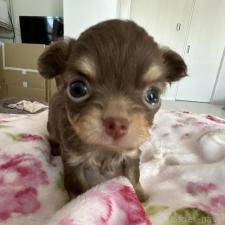 ♀︎チワワ(ロングコート)