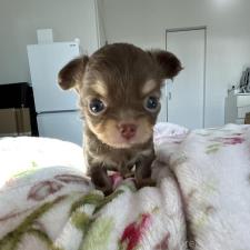 ♀︎チワワ(ロングコート)