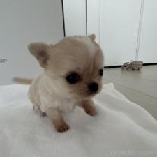 ♀︎チワワ(ロングコート)