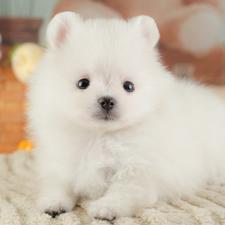 ♀︎ポメラニアン