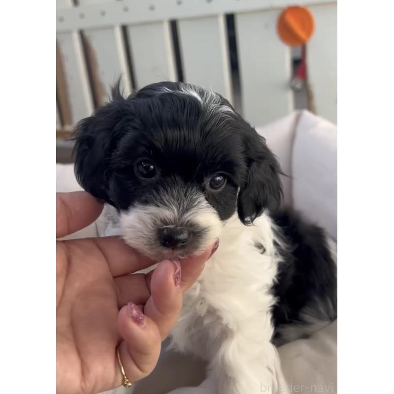 商談中の福岡県のヨープー:ヨークシャーテリア×トイプードル-444584の10枚目