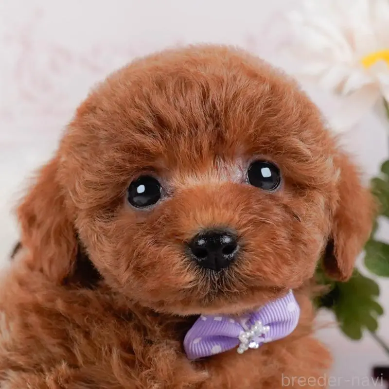 ♀︎トイプードル