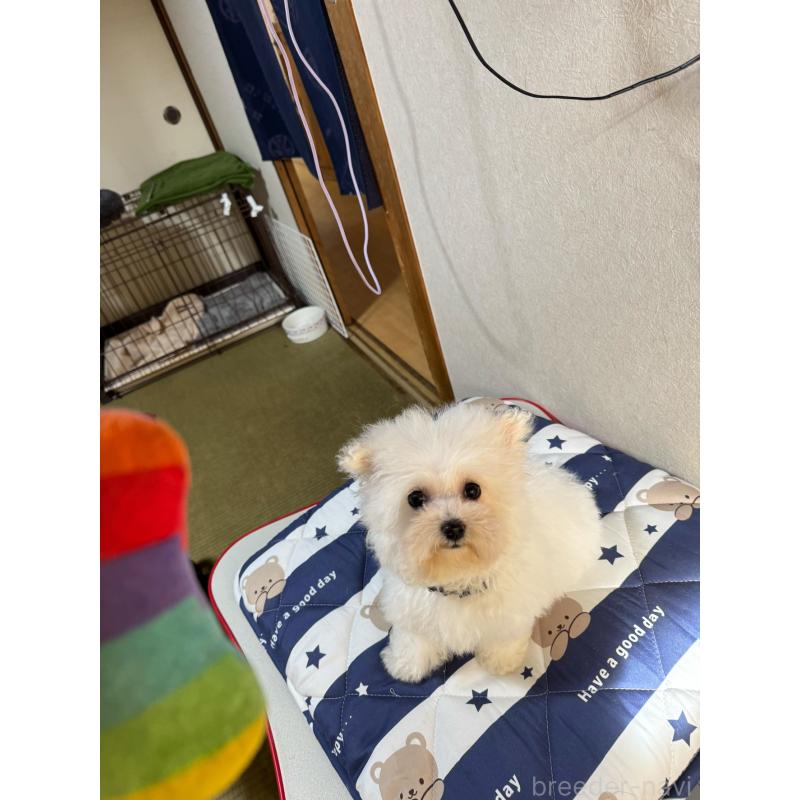 販売中の徳島県のビションフリーゼ-433731の5枚目