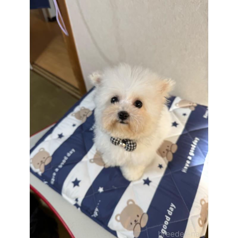 販売中の徳島県のビションフリーゼ-433731の2枚目