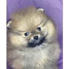 ♀︎ポメラニアン