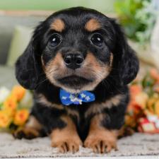 ♀︎チワックス:チワワ×ミニチュアダックスフンド