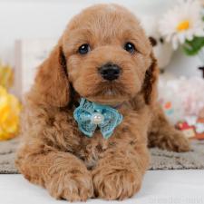 ♀︎コッカプー:アメリカンコッカースパニエル×トイプードル