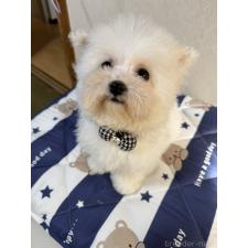 ♀︎ビションフリーゼ