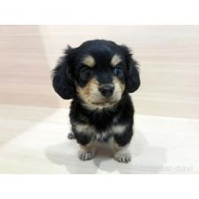 ♀︎チワックス:チワワ×ミニチュアダックスフンド