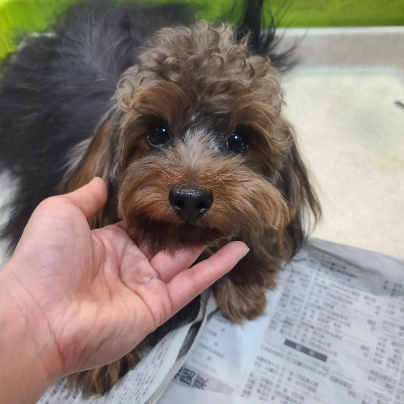 販売中の東京都のマルキー:マルチーズ×ヨークシャーテリア-391737の4枚目