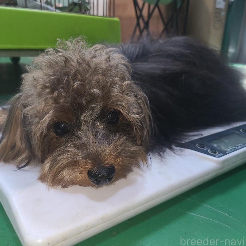 販売中の東京都のマルキー:マルチーズ×ヨークシャーテリア-391737の3枚目