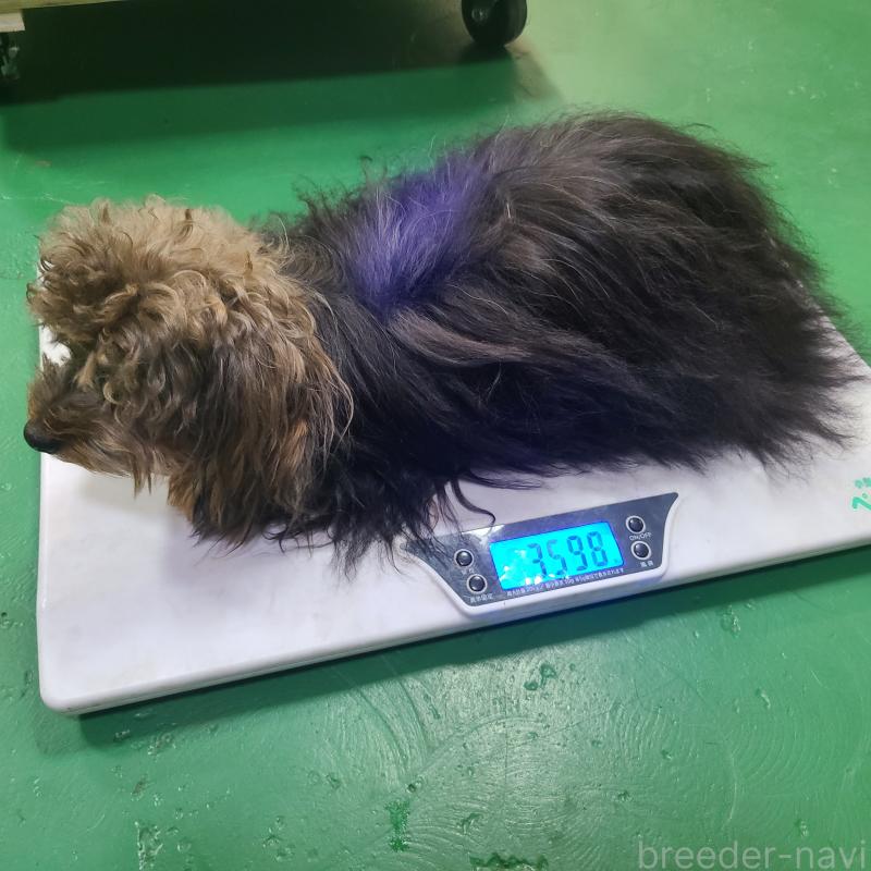 販売中の東京都のマルキー:マルチーズ×ヨークシャーテリア-391737の2枚目