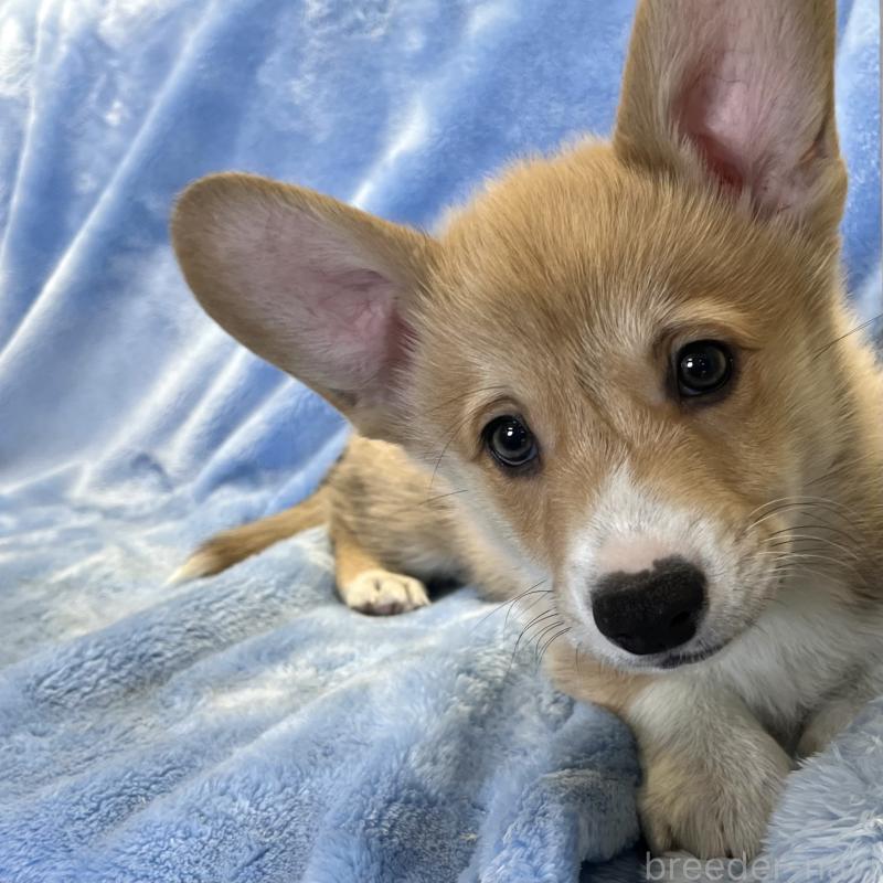 商談中の大阪府のウェルシュコーギーペンブローク-445139の13枚目