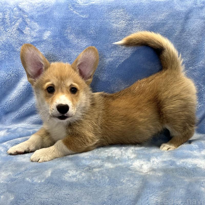 商談中の大阪府のウェルシュコーギーペンブローク-445139の12枚目