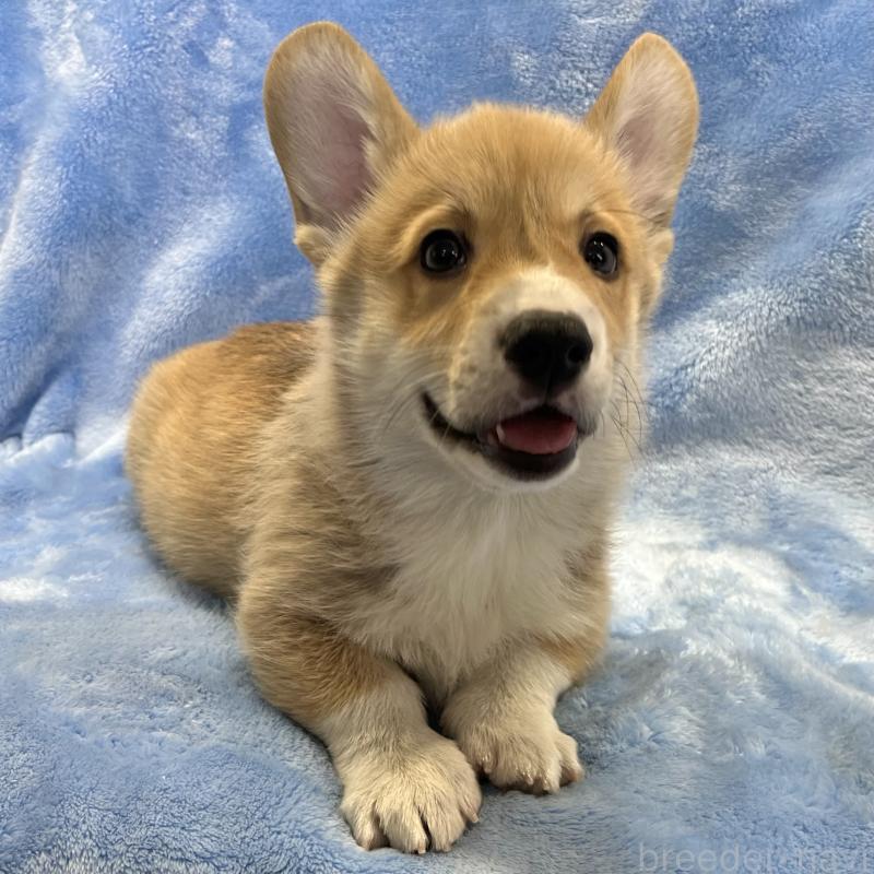 商談中の大阪府のウェルシュコーギーペンブローク-445139の11枚目