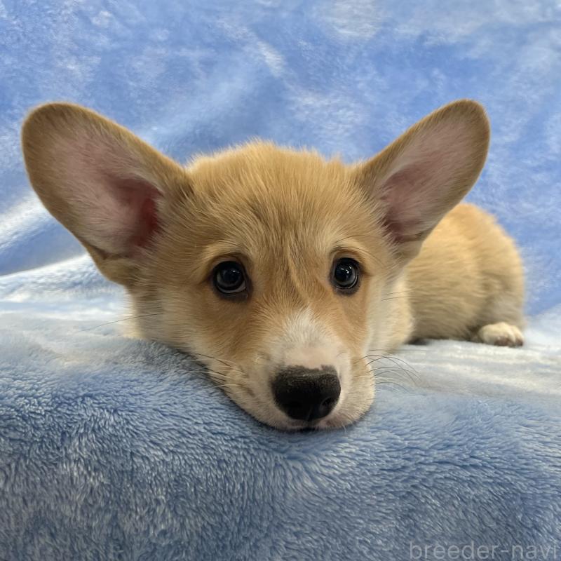 商談中の大阪府のウェルシュコーギーペンブローク-445139の10枚目