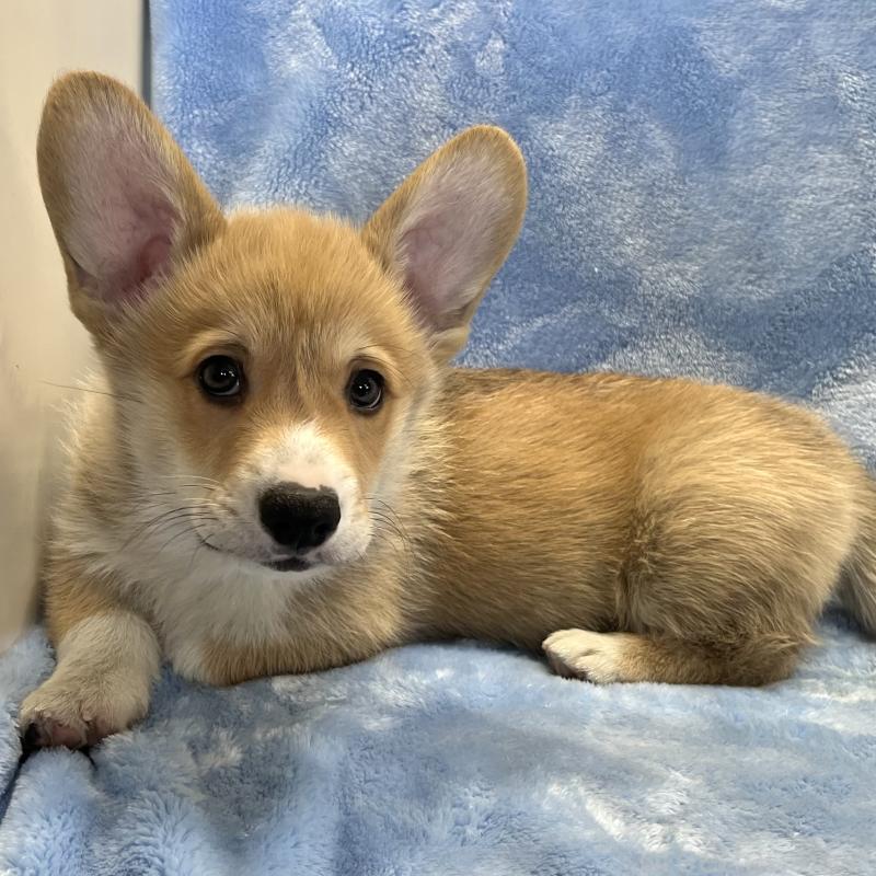 商談中の大阪府のウェルシュコーギーペンブローク-445139の9枚目