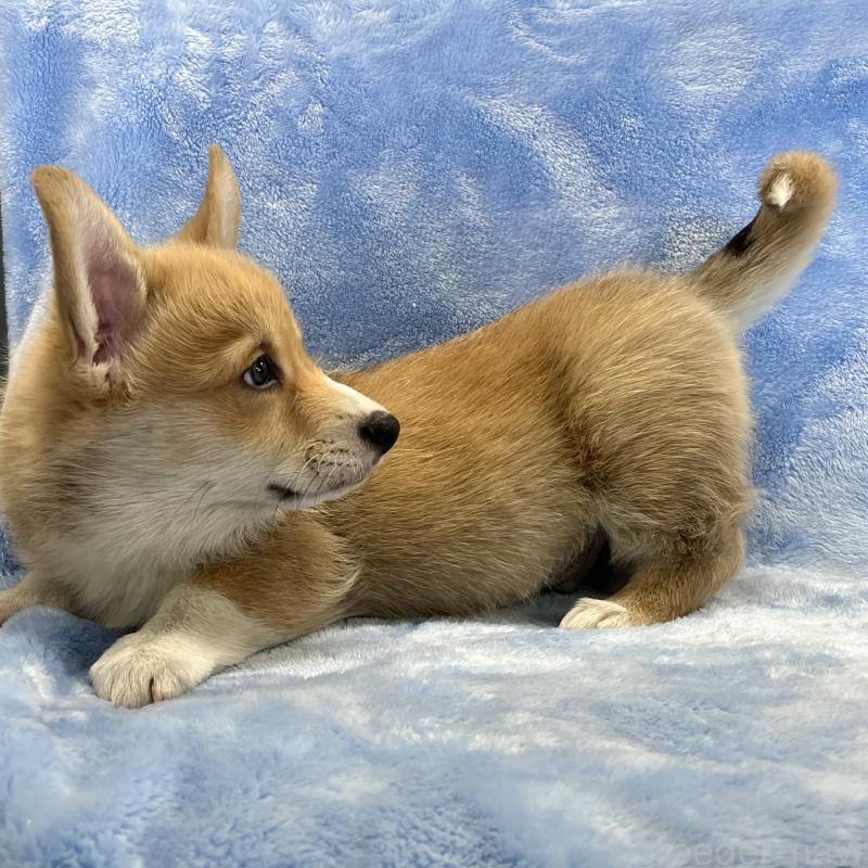 商談中の大阪府のウェルシュコーギーペンブローク-445139の8枚目