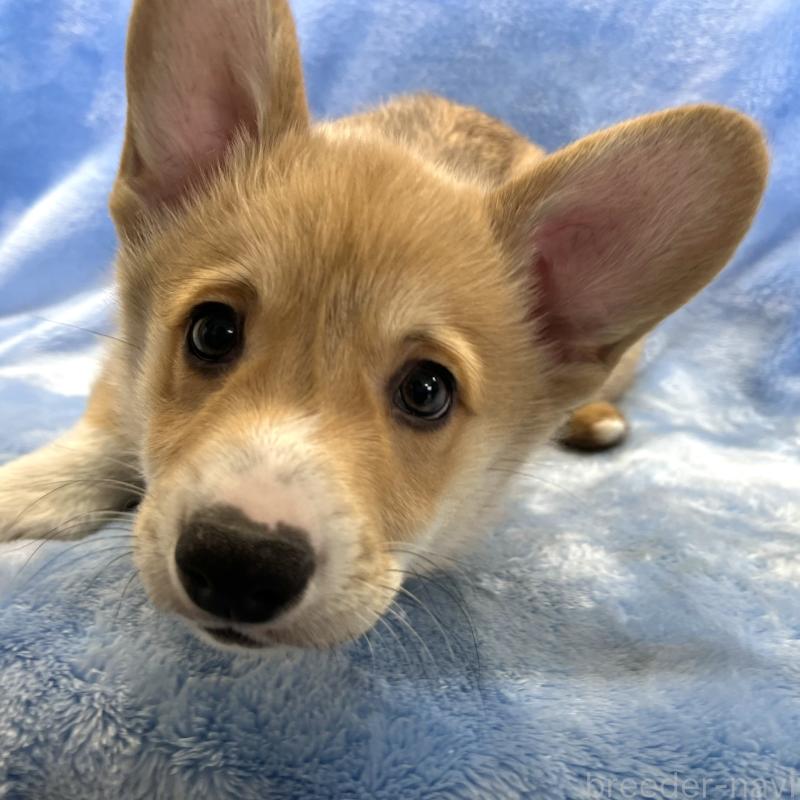 商談中の大阪府のウェルシュコーギーペンブローク-445139の7枚目