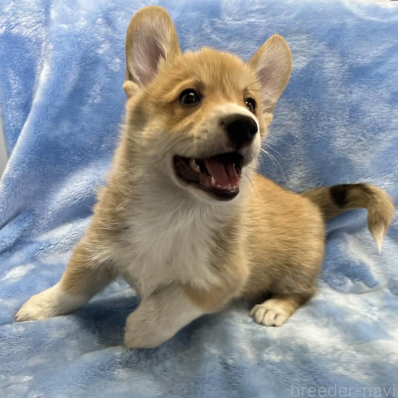 商談中の大阪府のウェルシュコーギーペンブローク-445139の6枚目