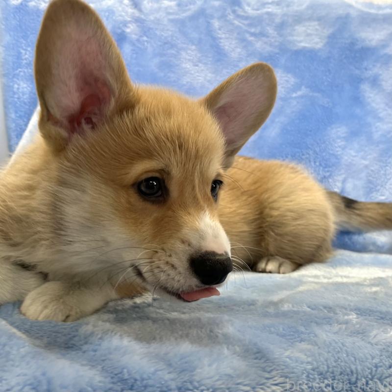 商談中の大阪府のウェルシュコーギーペンブローク-445139の5枚目