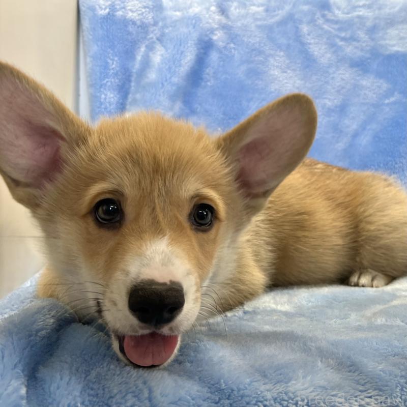 商談中の大阪府のウェルシュコーギーペンブローク-445139の4枚目