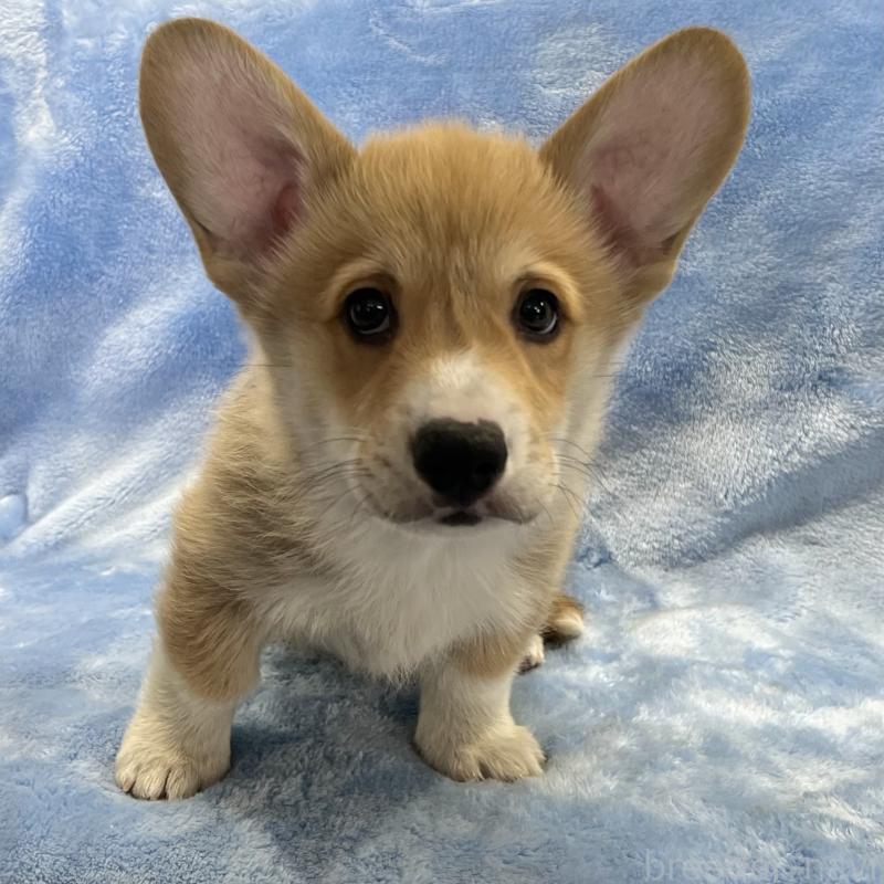 商談中の大阪府のウェルシュコーギーペンブローク-445139の3枚目