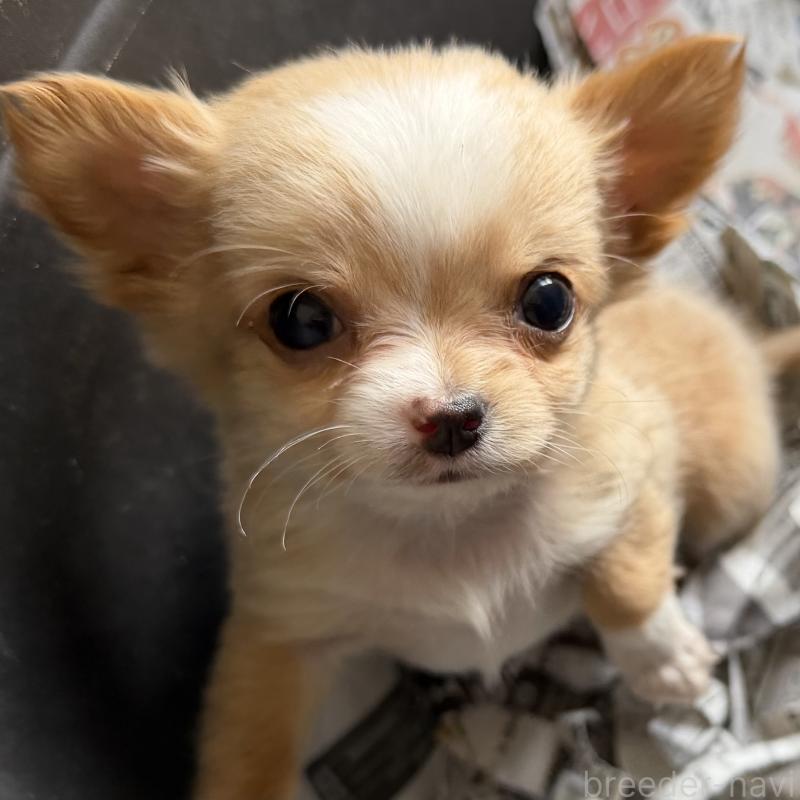 販売中の山梨県のチワワ(ロングコート)-441740の5枚目