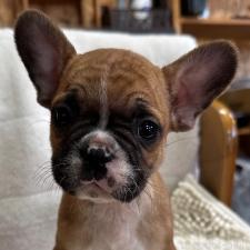♀︎フレンチブルドッグ