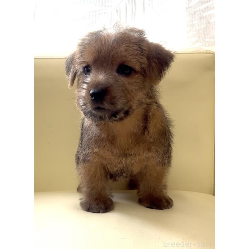 成約済の大阪府のノーフォークテリア-446629の6枚目