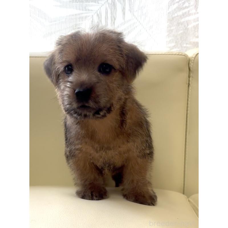 成約済の大阪府のノーフォークテリア-446629の5枚目