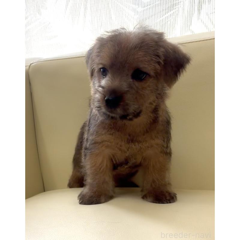 成約済の大阪府のノーフォークテリア-446629の3枚目