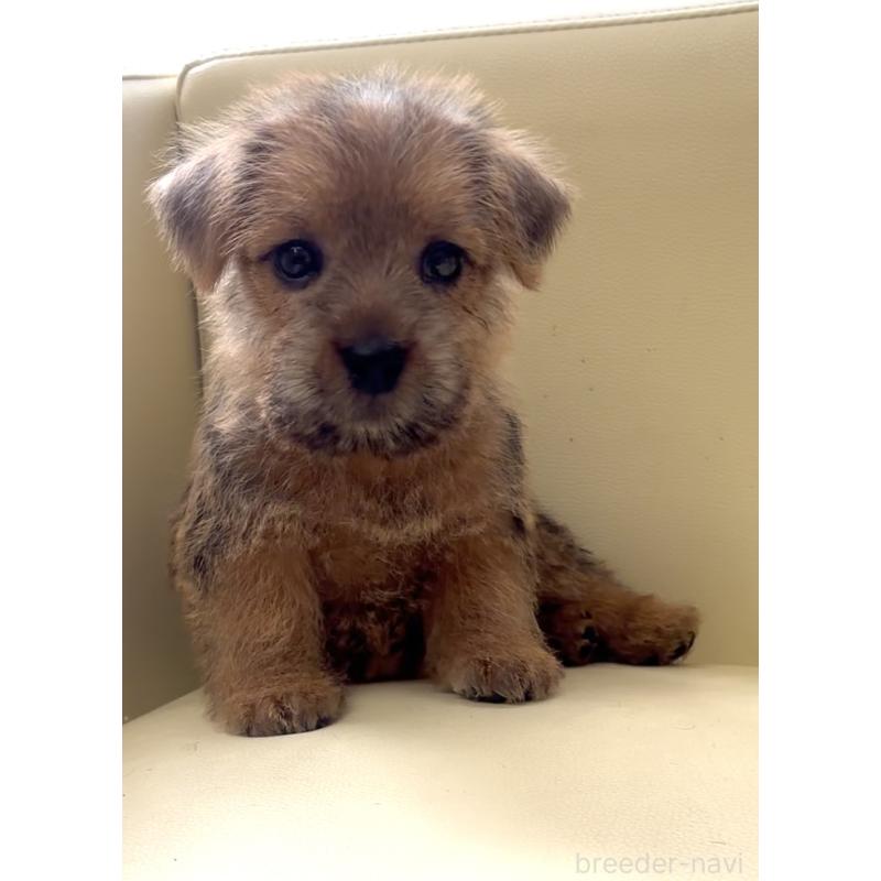 成約済の大阪府のノーフォークテリア-444887の6枚目