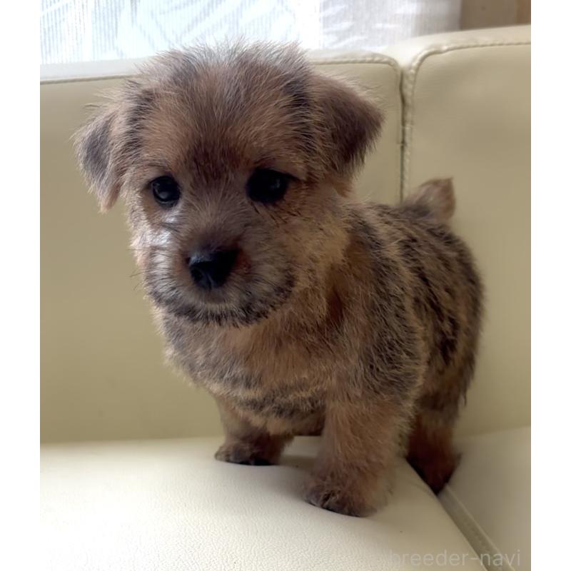 成約済の大阪府のノーフォークテリア-444887の4枚目