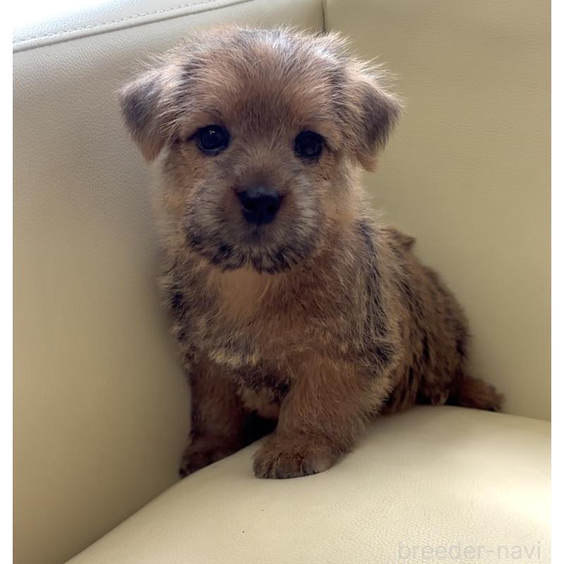 成約済の大阪府のノーフォークテリア-444887の3枚目