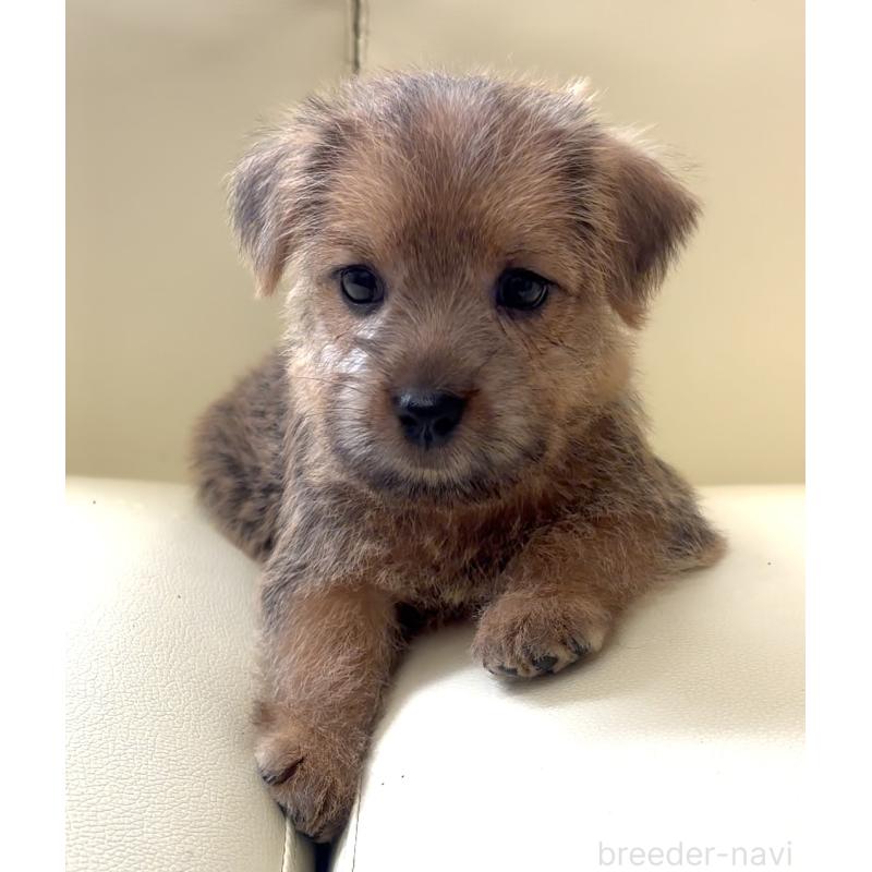 成約済の大阪府のノーフォークテリア-444887の2枚目