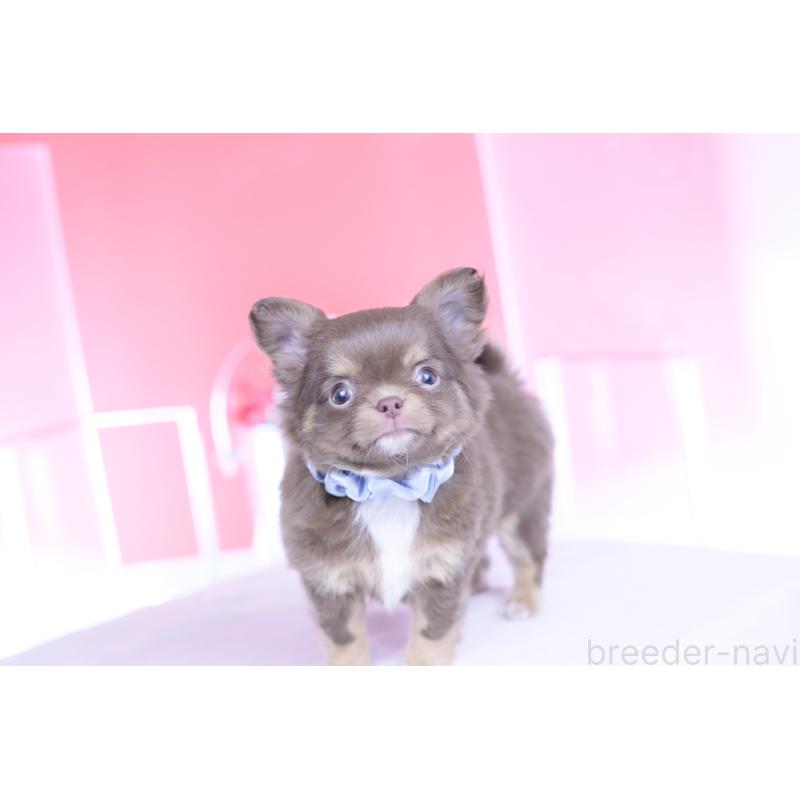 販売中の愛知県のチワワ(ロングコート)-443260の9枚目