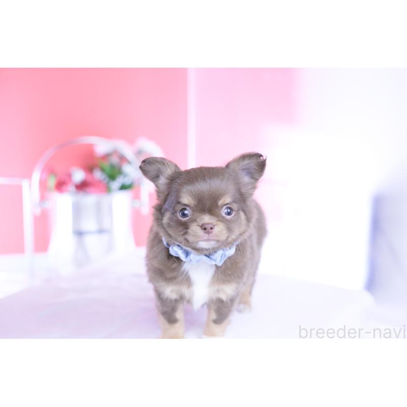 販売中の愛知県のチワワ(ロングコート)-443260の8枚目