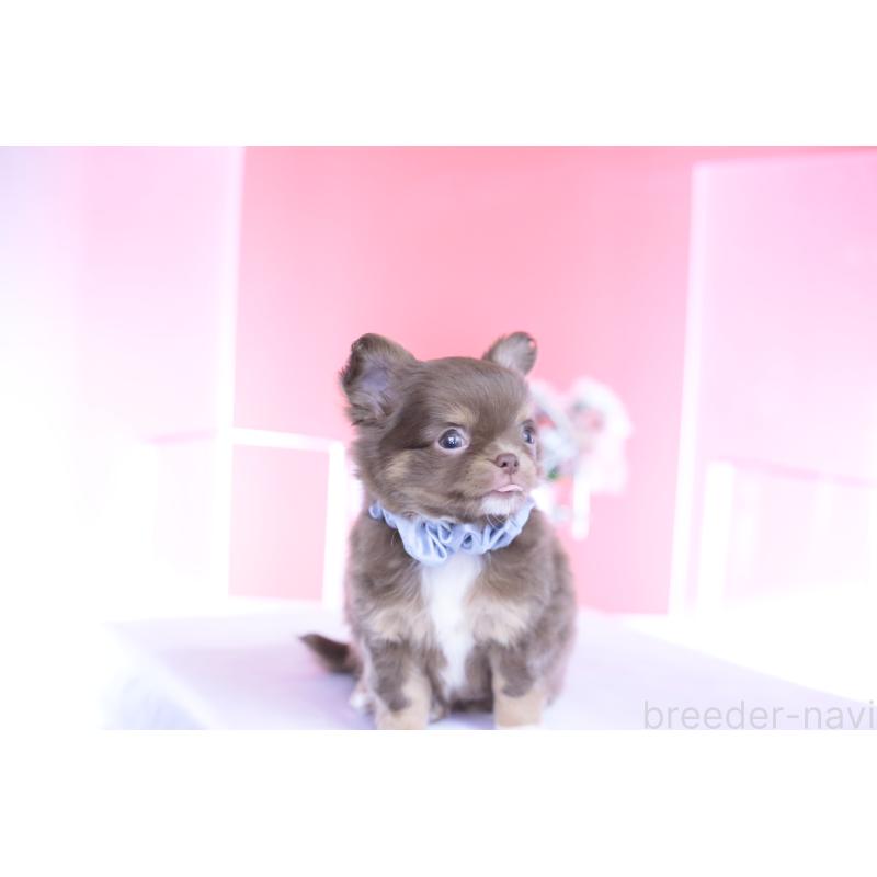 販売中の愛知県のチワワ(ロングコート)-443260の7枚目