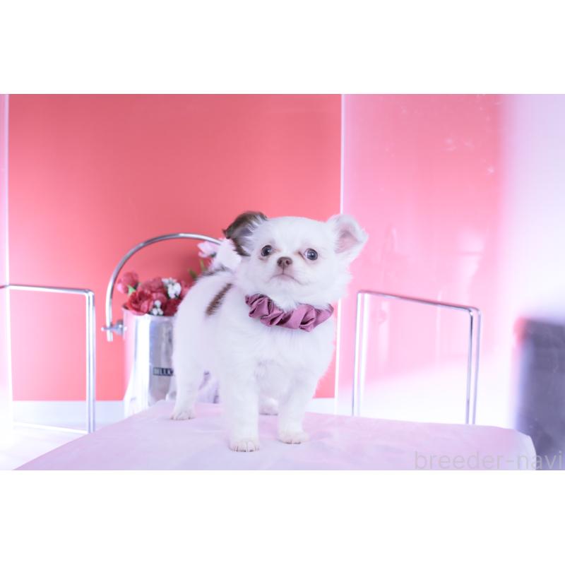 販売中の愛知県のチワワ(ロングコート)-443264の11枚目